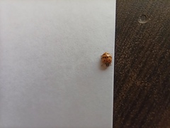 Adalia bipunctata