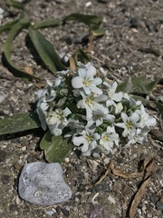 Zephyra compacta