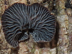 Resupinatus
