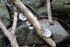 Hexagonia