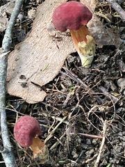 Hortiboletus