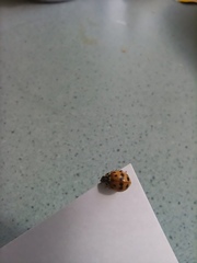 Adalia bipunctata