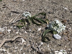 Zephyra compacta