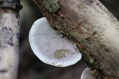 Hexagonia