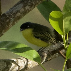 Todirostrum cinereum