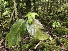 Merrilliodendron megacarpum
