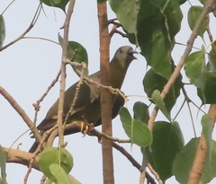 Treron phoenicopterus