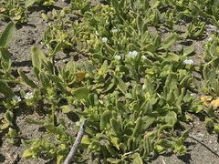 Nolana parviflora