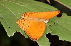 Cirrochroa tyche mithila
