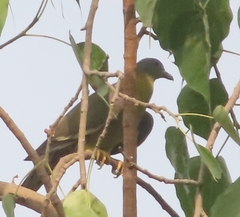 Treron phoenicopterus