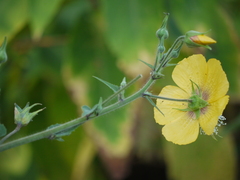 Abutilon persicum