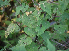 Abutilon persicum