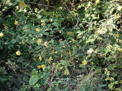 Abutilon persicum