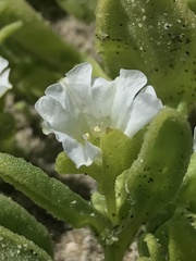 Nolana parviflora
