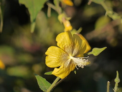 Abutilon persicum