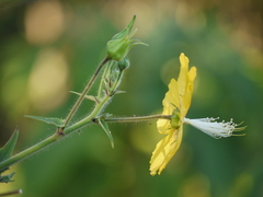 Abutilon persicum