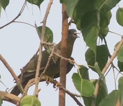 Treron phoenicopterus