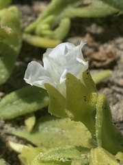 Nolana parviflora