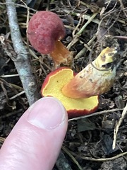 Hortiboletus