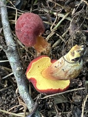 Hortiboletus