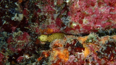 Gymnothorax miliaris