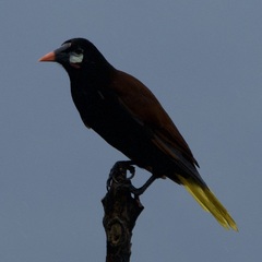 Psarocolius montezuma