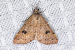 Hemeroplanis rectalis