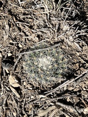 Mammillaria heyderi