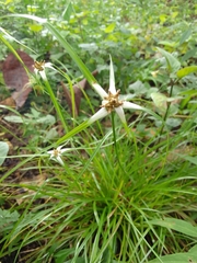 Rhynchospora nervosa