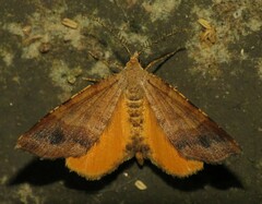 Mellilla xanthometata