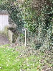 Sciurus carolinensis