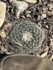 Mammillaria heyderi