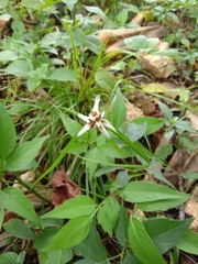 Rhynchospora nervosa