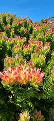 Mimetes fimbriifolius