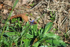 Polyommatus bellargus