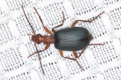 Brachinus elongatulus