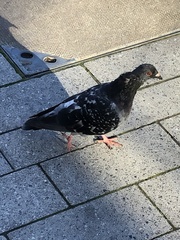 Columba livia domestica