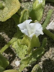 Nolana parviflora