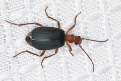 Brachinus elongatulus