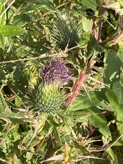 Cirsium vulgare