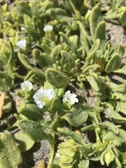 Nolana parviflora