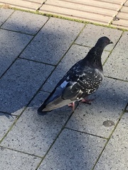 Columba livia domestica