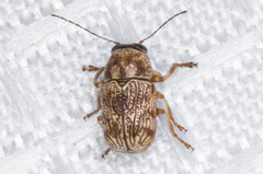Pachybrachis fuscipes