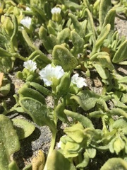 Nolana parviflora