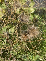 Cirsium vulgare
