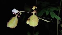 Cardiospermum halicacabum