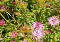 Diastella divaricata divaricata