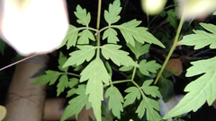 Cardiospermum halicacabum