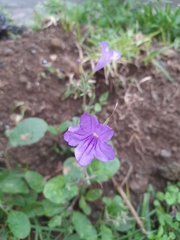 Ruellia nudiflora