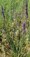 Aristea capitata